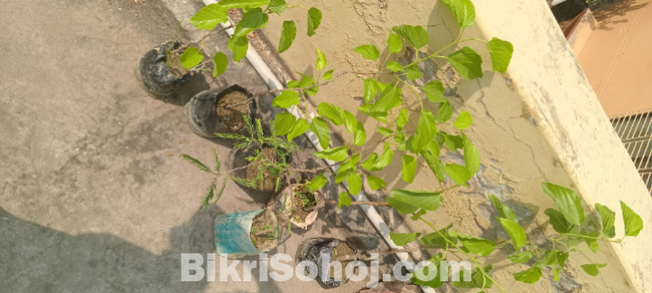 হোয়াইট লং মালবেরি